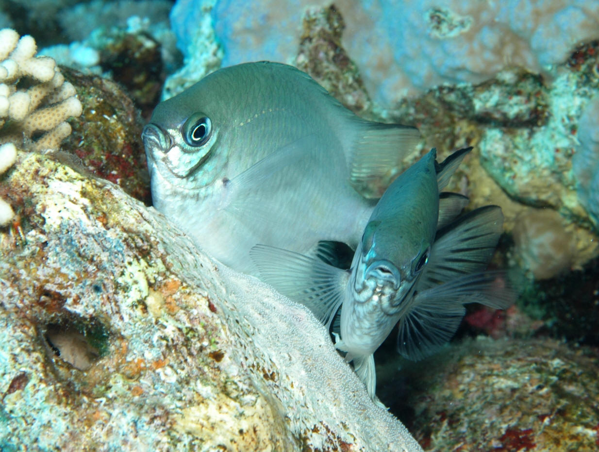 Amblyglyphidodon leucogaster (Bleeker, 1847)